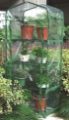 GREEN BLADE 4 Tier Cold Frame Mini Greenhouse
